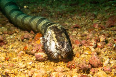 Ölü bir deniz Krait 'i, Laticauda Colubrina, Filipinler' in Puerto Galerisi 'nde denizin derinliklerinde yatıyor..