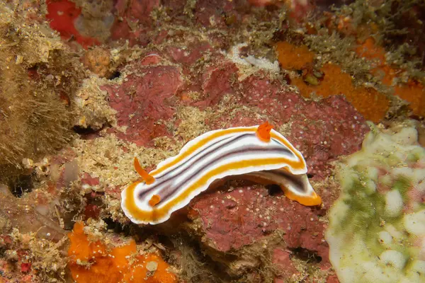 Güzel bir çıplak dalın yakın çekimi, Muhteşem Kromodoris, ya da Doridina ve Kromodorididae ailesinden Kromodoris magnifica. Bunlar Dorid Çıplaklar Kategorisi 'ne ait.