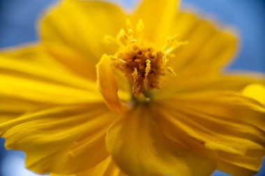 Luzon, Filipinler 'den sarı bir kozmos sülfürünün süper makro fotoğrafı. Stamen odaklı
