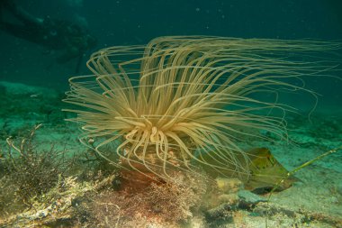 Güzel bir tüp ya da silindir anemon ve arka planda dalgıç. Pachycerianthus, Cerianthidae familyasından bir maremon cinsidir.