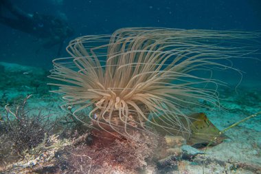 Güzel bir tüp ya da silindir anemon ve arka planda dalgıç. Pachycerianthus, Cerianthidae familyasından bir maremon cinsidir.