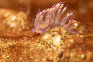 Mor ve beyaz renkli güzel bir deniz salyangozu. Filipinler 'deki tropikal mercan resifinde çıplak Flabellina