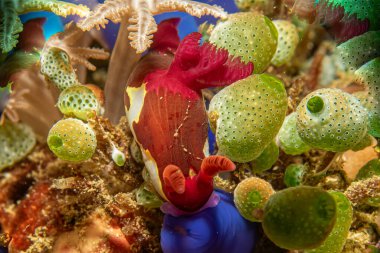 Yeşil deniz salyangozlarının arasında renkli bir deniz salyangozunun güzel manzarası. Nembrotha chamberlaini, Polyceridae familyasından bir denizaltı yumuşakçasıdır.