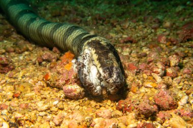 Ölü bir deniz Krait 'i, Laticauda Colubrina, Filipinler' in Puerto Galerisi 'nde denizin derinliklerinde yatıyor..