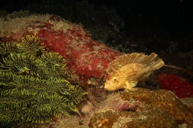 Muhteşem Yaprak Akrep Balığı, Taenianotus triacanthus, ya da kağıt balığı, Filipinler 'deki bir Puerto Galera mercan resifine ateş edilmiş.