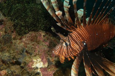 Kırmızı aslan balığı. Tehlikeli mercan resif balıklarından biri. Güzel ve tehlikeli hayvanlar. Fotoğraf: Puerto Galera, Filipinler