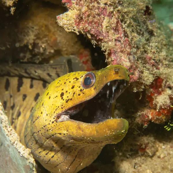  Mercan resifinden dışarı bakan ağzı açık sarı bir Fimbriated Moray 'in yakın plan fotoğrafı. Bu duvar resmi aynı zamanda koyu benekli moray ya da benekli moray olarak da bilinir, Muraenidae familyasından bir yılanbalığı türü.