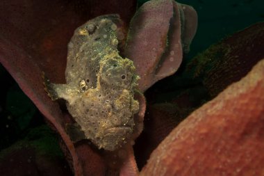Deniz ortamında saklanan boyalı bir kurbağa balığı, Antennarius Pictus. Fotoğraf: Puerto Galera, Filipinler