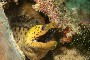  Mercan resifinden dışarı bakan ağzı açık sarı bir Fimbriated Moray 'in yakın plan fotoğrafı. Bu duvar resmi aynı zamanda koyu benekli moray ya da benekli moray olarak da bilinir, Muraenidae familyasından bir yılanbalığı türü.