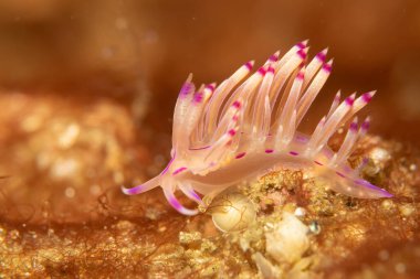 Mor ve beyaz renkli güzel bir deniz salyangozu. Filipinler 'deki tropikal mercan resifinde çıplak Flabellina