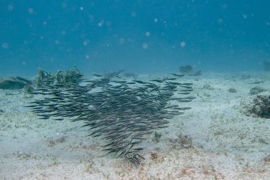 Genç çizgili yılan balığı sürüsü, Plotosus lineatus, Filipinler, Puerto Galera 'da deniz tabanında yiyecek arıyor. Bu küçük balıkların kendilerini yırtıcılardan korumak için zehirli dikenleri vardır..
