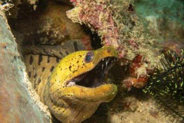  Mercan resifinden dışarı bakan ağzı açık sarı bir Fimbriated Moray 'in yakın plan fotoğrafı. Bu duvar resmi aynı zamanda koyu benekli moray ya da benekli moray olarak da bilinir, Muraenidae familyasından bir yılanbalığı türü.