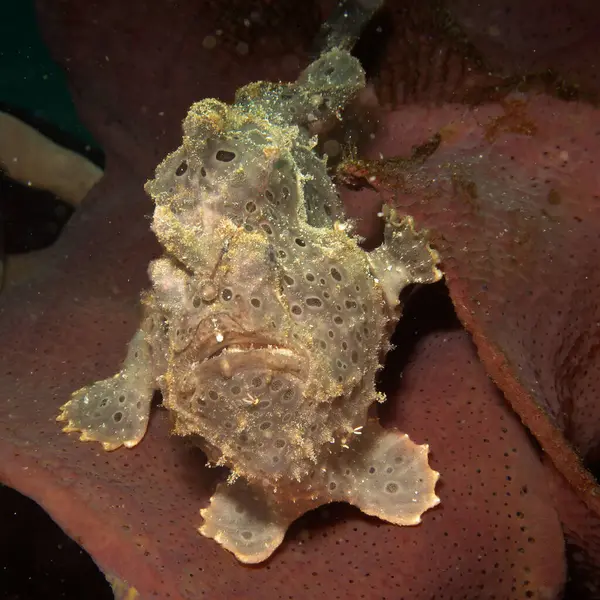 Deniz ortamında saklanan boyalı bir kurbağa balığı, Antennarius Pictus. Fotoğraf: Puerto Galera, Filipinler