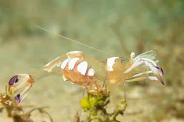 Holthuis 'in temiz karideslerinden Ancylomenes Holthuisi' nin süper makro fotoğrafı. Fotoğraf: Puerto Galera, Filipinler