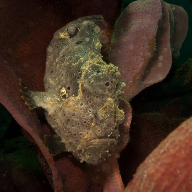 Deniz ortamında saklanan boyalı bir kurbağa balığı, Antennarius Pictus. Fotoğraf: Puerto Galera, Filipinler