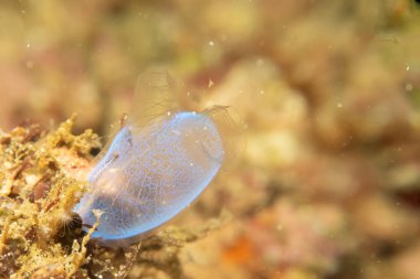 Mavi deniz fışkırtmasının süper makrosu. Aynı zamanda Puerto Galera tropikal mercan resifinde tunikat ya da ascidian olarak da bilinir.
