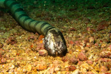 Ölü bir deniz Krait 'i, Laticauda Colubrina, Filipinler' in Puerto Galerisi 'nde denizin derinliklerinde yatıyor..