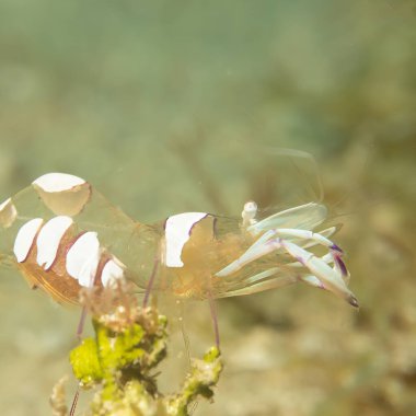 Holthuis 'in temiz karideslerinden Ancylomenes Holthuisi' nin süper makro fotoğrafı. Fotoğraf: Puerto Galera, Filipinler