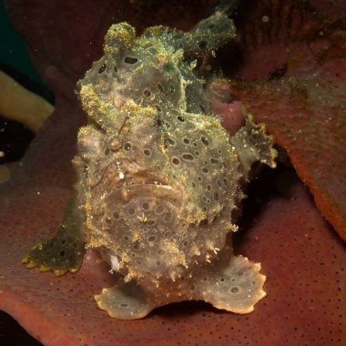 Deniz ortamında saklanan boyalı bir kurbağa balığı, Antennarius Pictus. Fotoğraf: Puerto Galera, Filipinler