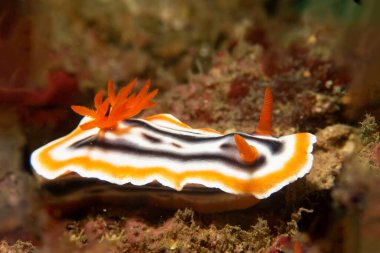 Güzel bir çıplak dalın yakın çekimi, Muhteşem Kromodoris, ya da Doridina ve Kromodorididae ailesinden Kromodoris magnifica. Bunlar Dorid Çıplaklar Kategorisi 'ne ait.