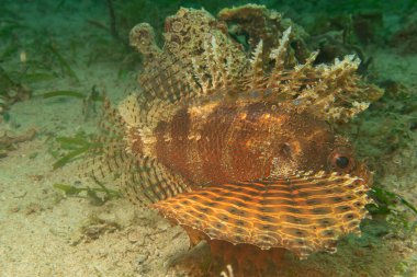 Dendrochirus brachypterus, cüce aslan balığı, ya da Filipinler 'deki mercan resiflerindeki kısa omurga akrep balığı. Fotoğraf: Puerto Galera