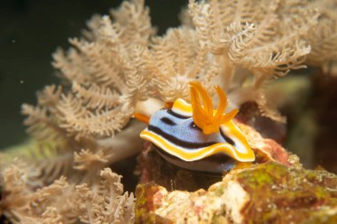 Annas Chromodoris 'in ya da Kromodoris annae' nin Filipinler 'deki tropikal mercan resiflerinde çekilmiş bir süpermakro fotoğrafı.. 