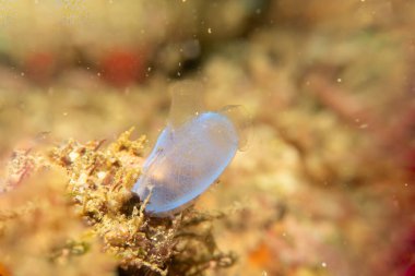Mavi deniz fışkırtmasının süper makrosu. Aynı zamanda Puerto Galera tropikal mercan resifinde tunikat ya da ascidian olarak da bilinir.
