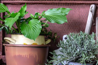 Tencerede lavanta çiçekleri ve eski bavul