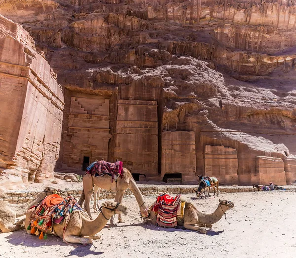 Una Vista Camellos Frente Sitios Enterramiento Antigua Ciudad Petra Jordania —  Fotos de Stock