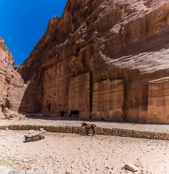 Una Vista Burros Frente Sitios Enterramiento Antigua Ciudad Petra Jordania —  Fotos de Stock