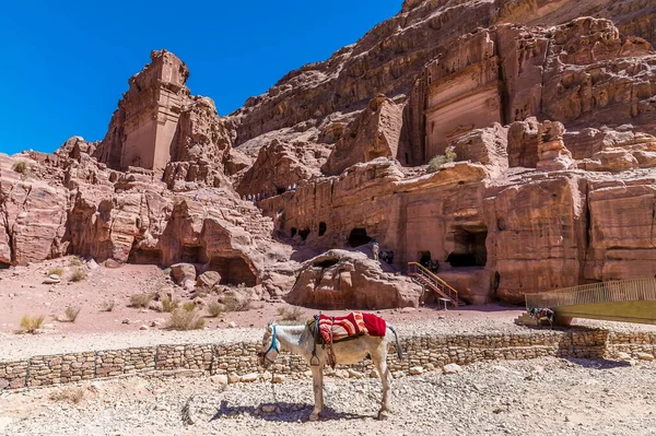 Uitzicht Een Ezel Naast Een Waterkanaal Oude Stad Petra Jordanië — Stockfoto