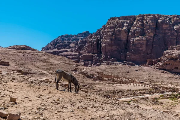 Burro Pastando Ladera Sobre Gran Templo Antigua Ciudad Petra Jordania — Foto de Stock