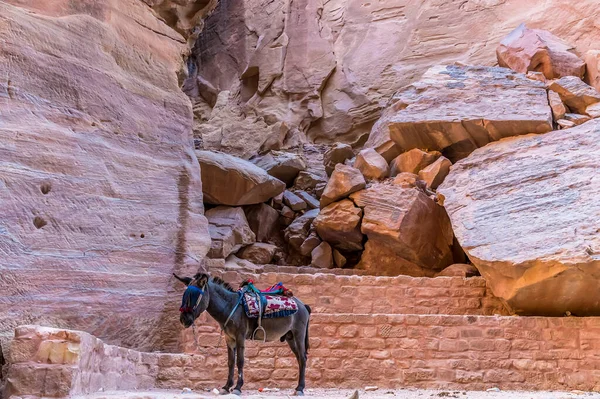 stock image A donkey waits in the narrow gorge leading to the ancient city of Petra, Jordan in summertime