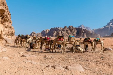 Yaz mevsiminde Ürdün 'ün Wadi Rum kentindeki çöl manzarasında bir grup devenin görüntüsü