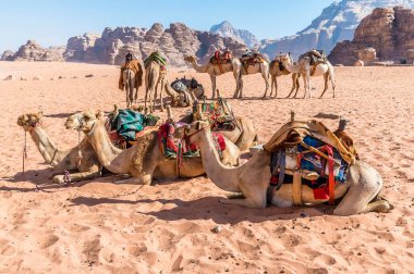 Yaz mevsiminde Ürdün 'ün Wadi Rum kentindeki çöl manzarasında yola çıkmaya hazır develerin görüntüsü.