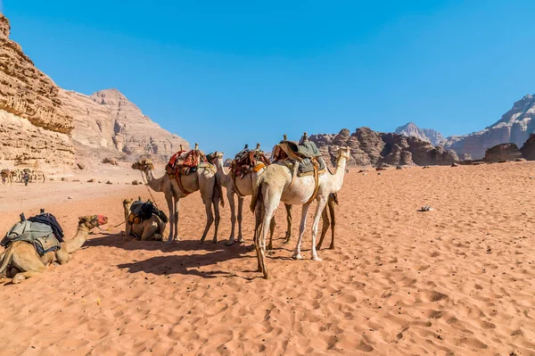 Una Vista Camellos Paisaje Del Desierto Wadi Rum Jordania Verano — Foto de Stock