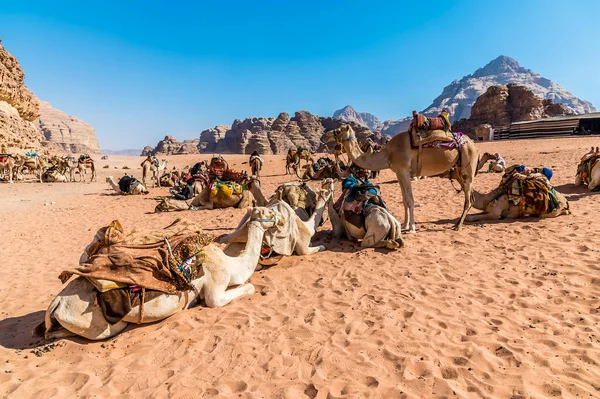 Una Vista Camellos Descansando Paisaje Del Desierto Wadi Rum Jordania — Foto de Stock