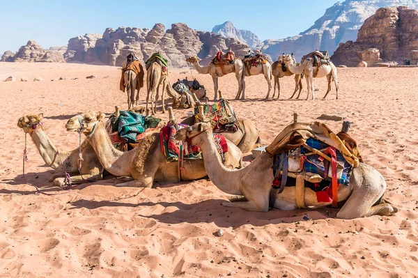 Una Vista Grupo Camellos Listos Para Partir Paisaje Del Desierto — Foto de Stock