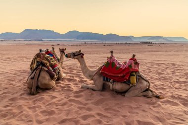 Yaz mevsiminde Ürdün 'ün Wadi Rum kentindeki çöl manzarasında gün doğumunda bir çift deve manzarası