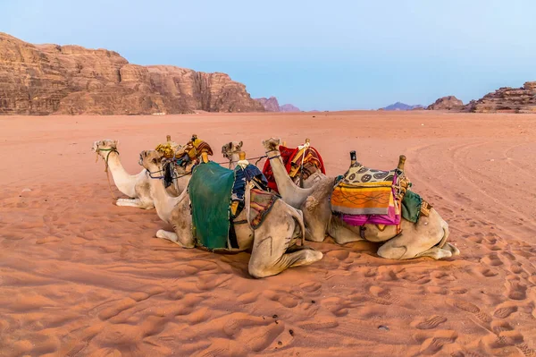 Una Vista Camellos Iluminados Por Luz Del Amanecer Paisaje Del — Foto de Stock