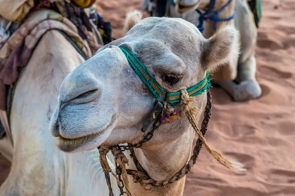 Una Vista Cerca Camello Amanecer Paisaje Del Desierto Wadi Rum — Foto de Stock