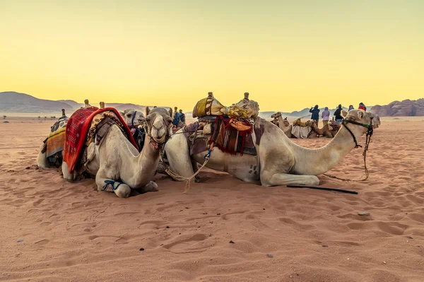 Una Vista Los Camellos Resplandor Del Amanecer Paisaje Del Desierto — Foto de Stock