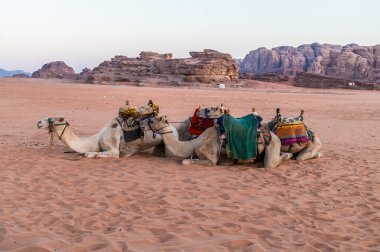 Yazın ilk ışıklarıyla Ürdün 'ün Wadi Rum kentindeki çöl manzarasında gün doğumunda develerin görüntüsü