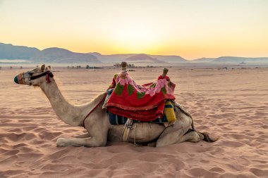 Bir deve sabahın erken saatlerinde gün doğumunda Ürdün 'ün Wadi Rum kentindeki çöl manzarasında güneşlenir.