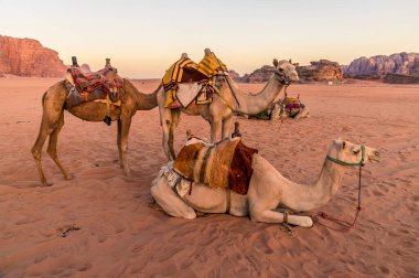 Yaz mevsiminde Ürdün 'ün Wadi Rum kentindeki çöl manzarasında gün doğumunda bir grup devenin görüntüsü