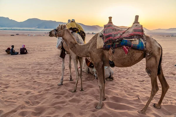 Una Vista Camellos Parados Luz Mañana Temprano Amanecer Paisaje Del — Foto de Stock