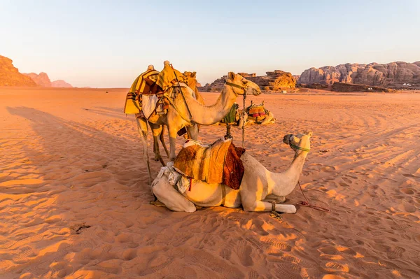 Una Vista Camellos Proyectando Largas Sombras Mientras Sol Aparece Amanecer — Foto de Stock
