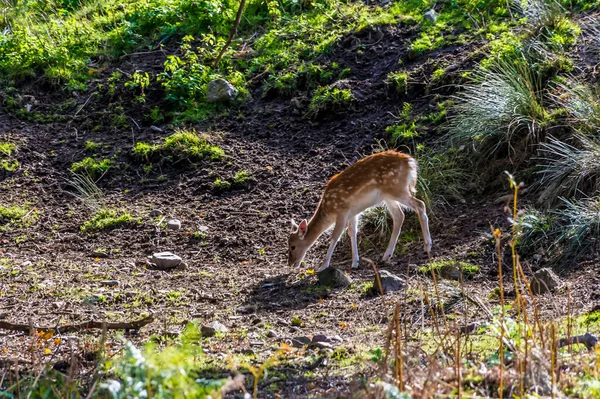 秋天英国莱斯特郡布拉德盖特公园林河边一只雌性休养鹿的照片 — 图库照片