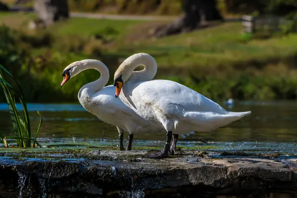 Una Vista Cerca Par Cisnes Vertedero Río Lin Bradgate Park —  Fotos de Stock