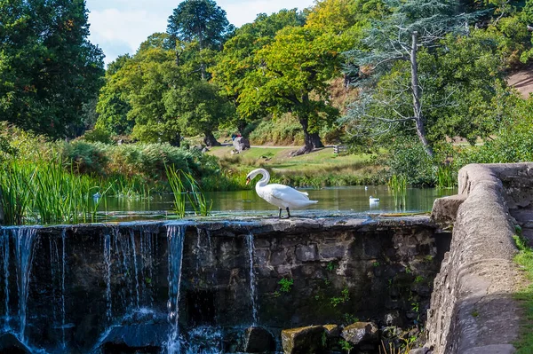 Pohled Labuť Procházející Jezu Řece Lin Bradgate Parku Leicestershire Velká — Stock fotografie